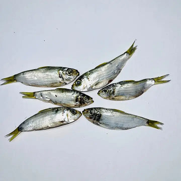 Florida Herring